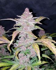Blackberry by Fast Buds