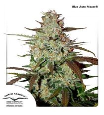 Blue Auto Mazar by DP Seeds