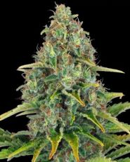 Blue Cheese Auto by Barney's Farm