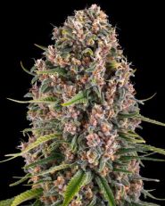 Blue Cheese by Barney's Farm