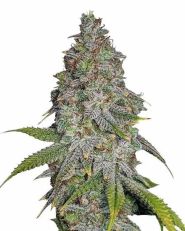 Blue Cookies Feminized by MSNL Seeds