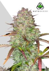 Blue Dream Autoflower by Auto Seeds