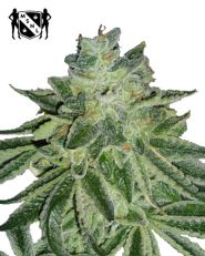 Blue Dream Feminized by MSNL Seeds