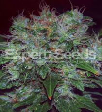 Blue Funk Auto byExpert Seeds