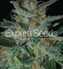 Blue Funk by Expert Seeds