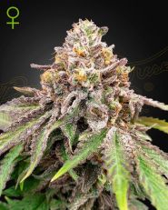 Blue Haze x Gelato 41 Autoflower by Green House Seeds