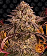 Blue Sunset Sherbert Feminized - Barney's Farm
