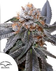 Blue Zushi by Dutch Passion