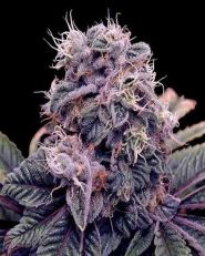 Blue Berry Feminized by Spliff Seeds