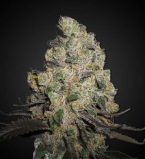 Blue Cheese Feminized by 420 Seeds