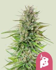 Blue Cheese Feminized by Royal Queen Seeds