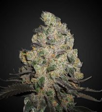 Blue Cheese Regular by 420 Seeds