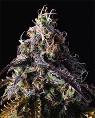 Blue Dream by Growers Choice