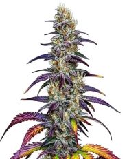 Blue Dream Feminized 