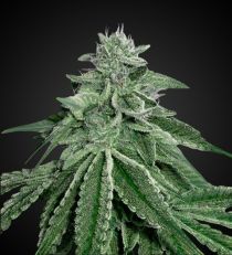 Blue Dream Feminized by 420 Seeds