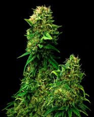 Blue Dream Feminized - Nirvana Seeds