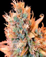 Blue Medi Kush Feminized by Spliff Seeds 