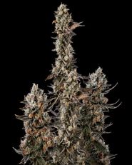 Blue Mystic Autoflower - Nirvana Seeds