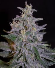 Blue Venom Feminized by G13 Labs 