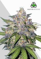 Blueberry Autoflower by Auto Seeds