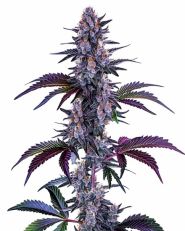 Blueberry Autoflower by Blimburn