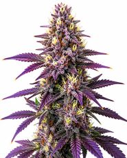 Blueberry Feminized by Blimburn