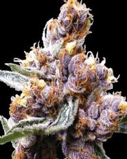 Blue Berry Regular - Spliff Seeds - 5 Seeds 