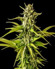 Break-up Cake Feminized by Kannabia