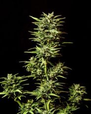 Break-up Cake Auto by Kannabia