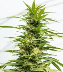 Bruce Banner #3 Auto by Growers Choice