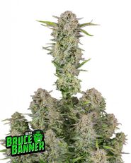 Bruce Banner Auto by Fast Buds