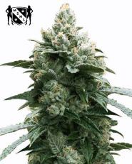 Bruce Banner Autoflower by MSNL Seeds