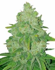 Bruce Banner Fast Flowering by MSNL Seeds