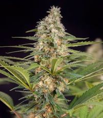 Bruce Banner Feminized by Growers Choice