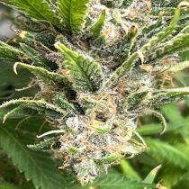 Bruce Banner III Feminized by Growers Choice Seeds