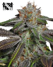 Bruce Banner #3 Feminized by MSNL Seeds