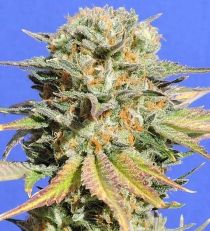 Bruce Banner #3 by Bighead Seeds