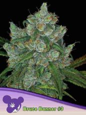 Bruce Banner #3 Feminized- Anesia Seeds