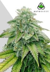 Bruce Banner Autoflower by Auto Seeds