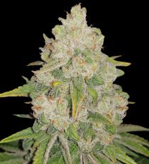 Bruce Banner #3 Feminized by 420 Seeds