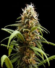 Bruce Banner Feminized - Nirvana Seeds