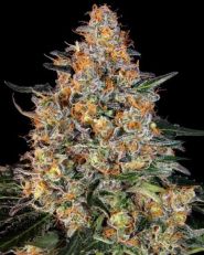 Bubba Kush by Barney's Farm