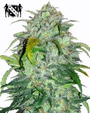 Bubba Kush Feminized by MSNL Seeds