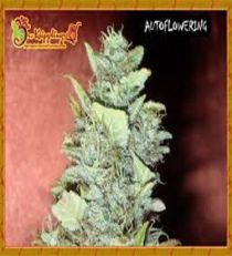 Bubba Gum by Dr Krippling Seeds