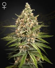 Bubba Slush Feminized by Green House Seeds