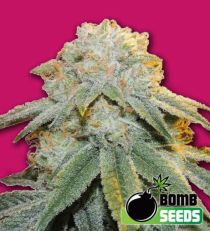 Bubble Bomb Feminized Marijuana Seeds