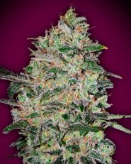 Bubble Gum Fast by OO Seeds