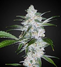 Bubblegum Feminized by 420 Seeds