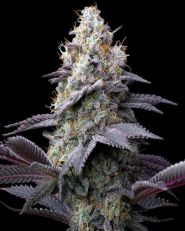 Bubblegum Gelato Feminized by Barney's Farm