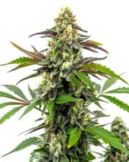 Bubble Gum Sherb Feminized by Blimburn